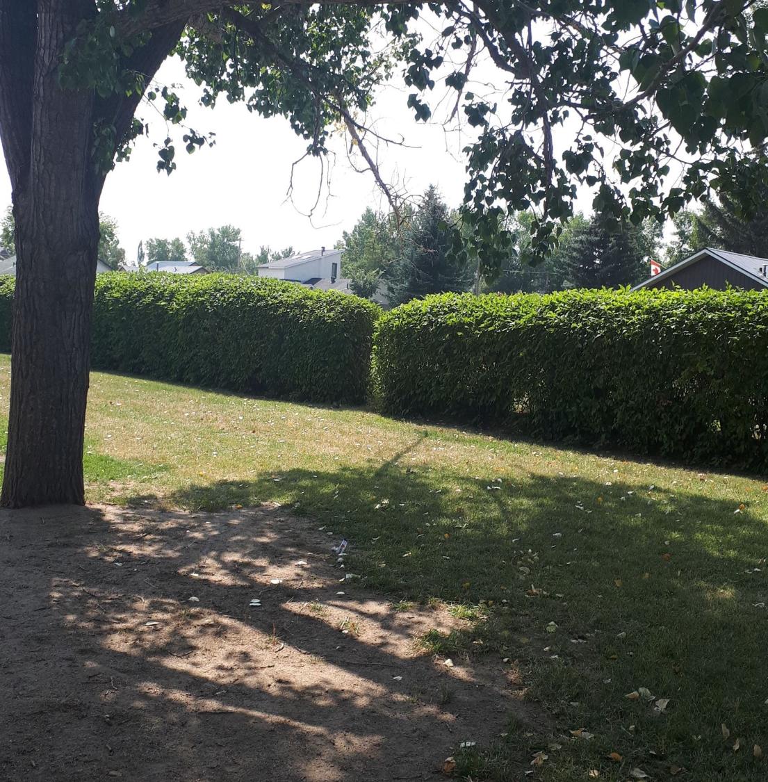 Tree on park ground. The tree is casting a large shadow on the ground.